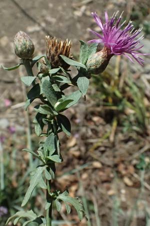 Centaurea leucophaea \ Blassbraune Flockenblume / Whitish-Leaved Knapweed, I Liguria, Sestri Levante 3.10.2023