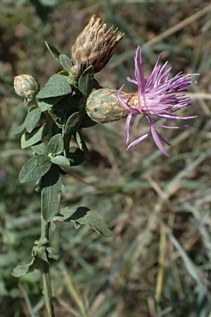 Centaurea leucophaea \ Blassbraune Flockenblume / Whitish-Leaved Knapweed, I Liguria, Sestri Levante 3.10.2023