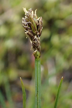 Carex lachenalii \ Lachenals Segge, I Passo di Gavia 6.7.2026