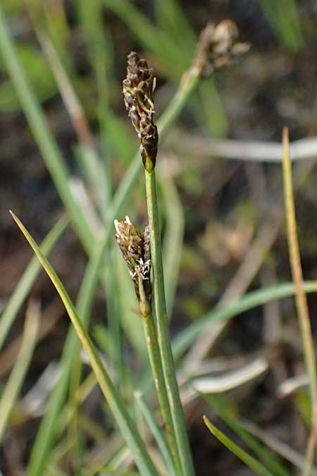 Carex lachenalii \ Lachenals Segge, I Passo di Gavia 6.7.2026