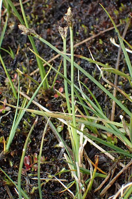 Carex lachenalii \ Lachenals Segge, I Passo di Gavia 6.7.2026