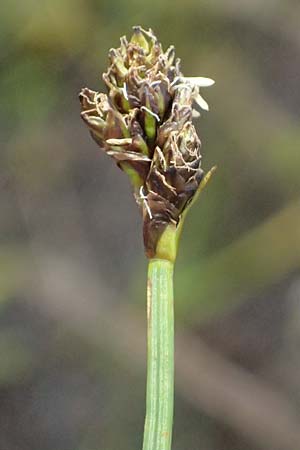 Carex lachenalii \ Lachenals Segge, I Passo di Gavia 6.7.2026