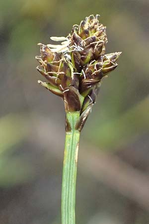 Carex lachenalii \ Lachenals Segge, I Passo di Gavia 6.7.2026
