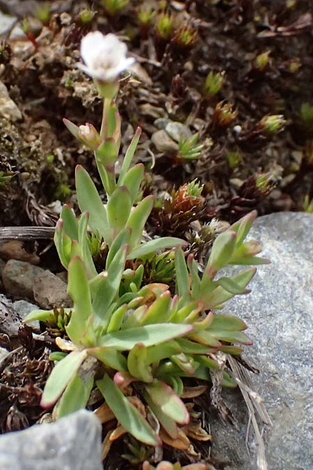 Cerastium latifolium \ Breitbl�ttiges Hornkraut, Kalkalpen-Hornkraut / Broad-Leaved Chickweed, I Passo di Gavia 6.7.2026