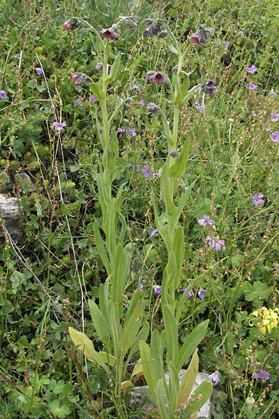 Cynoglossum montanum \ Berg-Hundszunge / Montain Hound's-Tongue, I Campo Imperatore 5.6.2007