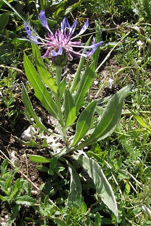 Centaurea montana \ Berg-Flockenblume, Berg-Kornblume / Perennial Cornflower, I Norcia 7.6.2007