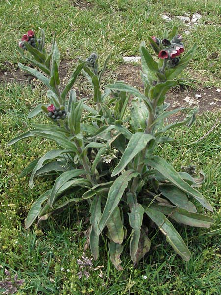 Cynoglossum montanum \ Berg-Hundszunge / Montain Hound's-Tongue, I Norcia 7.6.2007