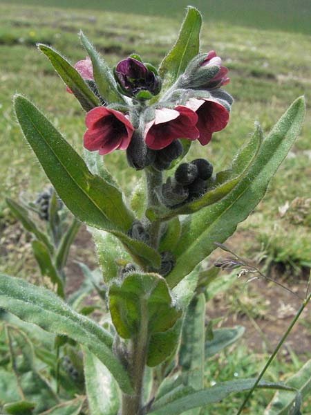 Cynoglossum montanum \ Berg-Hundszunge / Montain Hound's-Tongue, I Norcia 7.6.2007