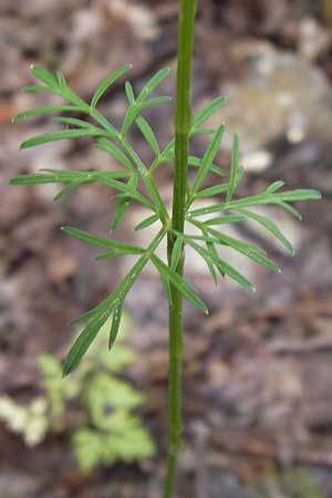 Conopodium majus \ Franzsische Erdkastanie / Pignut, I Liguria, Sassello 25.5.2013