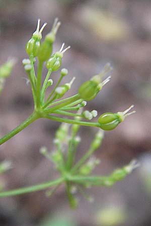 Conopodium majus \ Franzsische Erdkastanie / Pignut, I Liguria, Sassello 25.5.2013