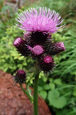 Cirsium montanum \ Berg-Kratzdistel / Alpine Thistle, I Alpi Bergamasche, Pizzo Arera 5.6.2017