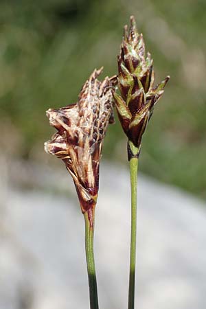 Carex sempervirens \ Horst-Segge, Immergrne Segge / Evergreen Sedge, I Alpi Bergamasche, Pizzo Arera 7.6.2017