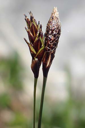 Carex sempervirens \ Horst-Segge, Immergrne Segge / Evergreen Sedge, I Alpi Bergamasche, Pizzo Arera 7.6.2017