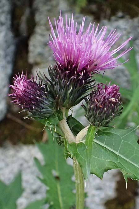Cirsium montanum, Alpine Thistle