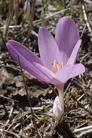 Colchicum neapolitanum \ Neapolitanische Zeitlose / Naples Autumn Crocus, I Liguria, Cairo Montenotte 7.10.2021