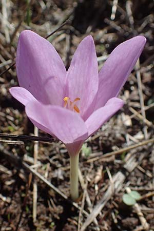 Colchicum neapolitanum \ Neapolitanische Zeitlose / Naples Autumn Crocus, I Liguria, Cairo Montenotte 7.10.2021