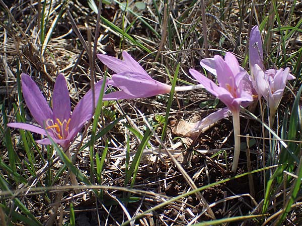 Colchicum neapolitanum \ Neapolitanische Zeitlose / Naples Autumn Crocus, I Liguria, Cairo Montenotte 7.10.2021