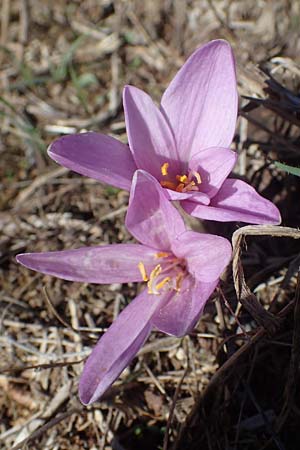 Colchicum neapolitanum \ Neapolitanische Zeitlose / Naples Autumn Crocus, I Liguria, Cairo Montenotte 7.10.2021