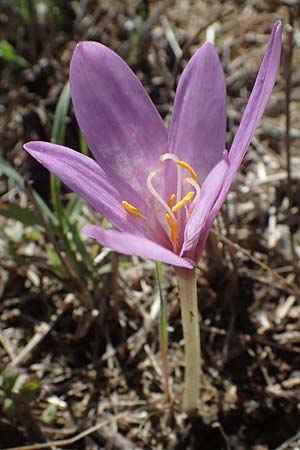 Colchicum neapolitanum \ Neapolitanische Zeitlose / Naples Autumn Crocus, I Liguria, Cairo Montenotte 7.10.2021
