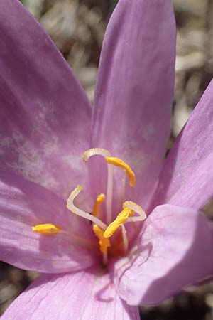 Colchicum neapolitanum \ Neapolitanische Zeitlose / Naples Autumn Crocus, I Liguria, Cairo Montenotte 7.10.2021