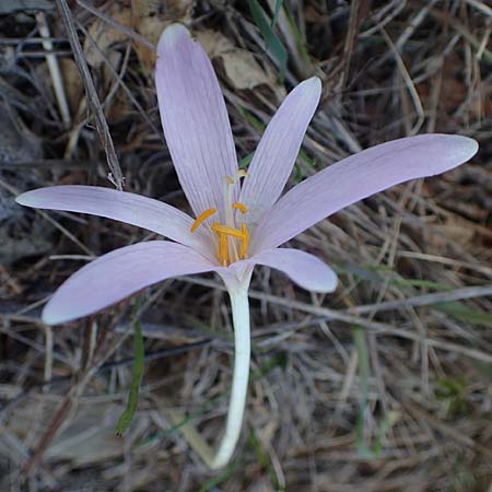 Colchicum neapolitanum \ Neapolitanische Zeitlose / Naples Autumn Crocus, I Liguria, Piana Crixia 7.10.2021