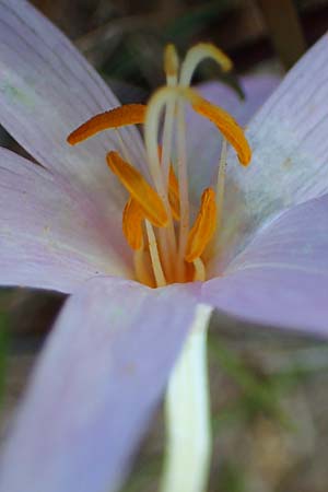 Colchicum neapolitanum \ Neapolitanische Zeitlose / Naples Autumn Crocus, I Liguria, Piana Crixia 7.10.2021