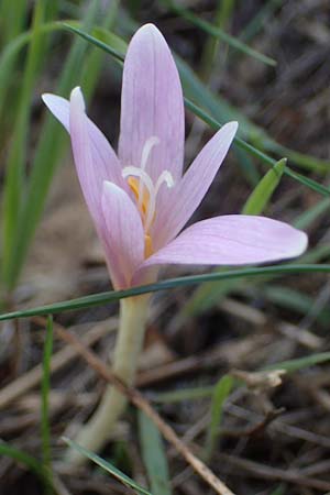 Colchicum neapolitanum \ Neapolitanische Zeitlose / Naples Autumn Crocus, I Liguria, Piana Crixia 7.10.2021