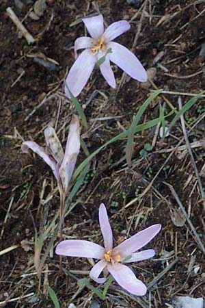 Colchicum neapolitanum \ Neapolitanische Zeitlose / Naples Autumn Crocus, I Liguria, Piana Crixia 7.10.2021