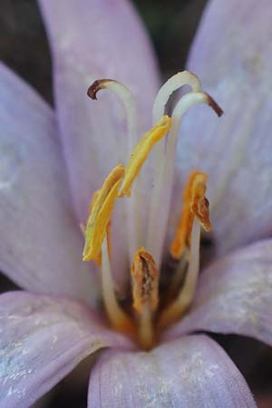 Colchicum neapolitanum \ Neapolitanische Zeitlose / Naples Autumn Crocus, I Liguria, Piana Crixia 7.10.2021