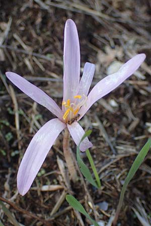 Colchicum neapolitanum \ Neapolitanische Zeitlose / Naples Autumn Crocus, I Liguria, Piana Crixia 7.10.2021