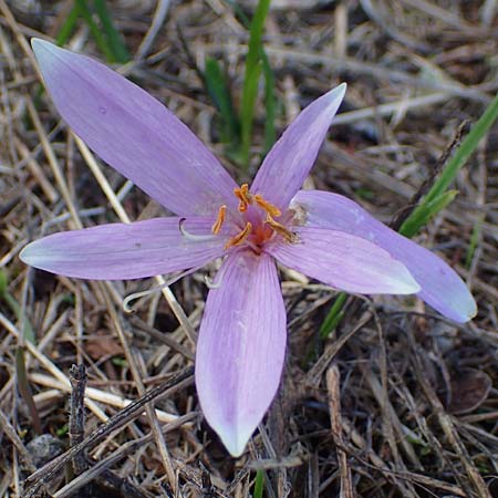 Colchicum neapolitanum \ Neapolitanische Zeitlose / Naples Autumn Crocus, I Liguria, Piana Crixia 7.10.2021