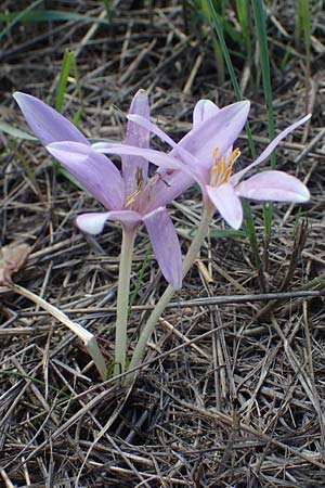 Colchicum neapolitanum \ Neapolitanische Zeitlose / Naples Autumn Crocus, I Liguria, Piana Crixia 7.10.2021