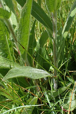 Centaurea nervosa \ Federige Flockenblume / Ornamental Knapweed, I Südtirol,  Plätzwiese 5.7.2022