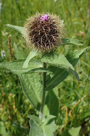 Centaurea nervosa \ Federige Flockenblume / Ornamental Knapweed, I Südtirol,  Plätzwiese 5.7.2022