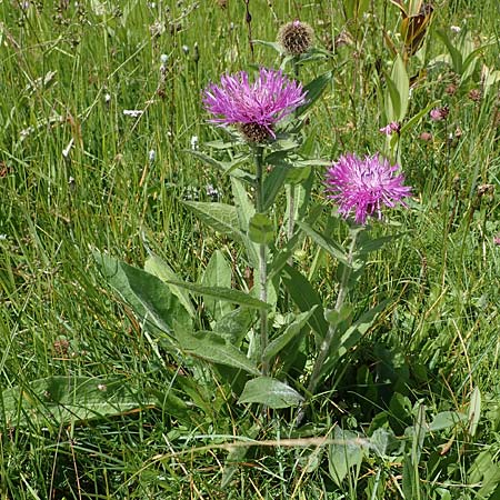 Centaurea nervosa \ Federige Flockenblume / Ornamental Knapweed, I Südtirol,  Plätzwiese 5.7.2022