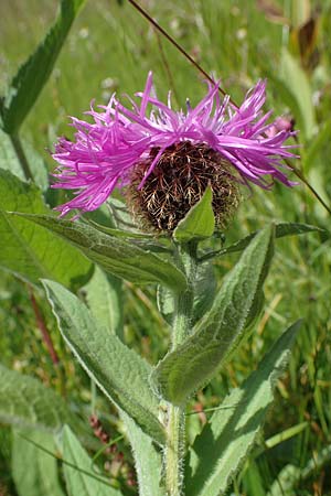 Centaurea nervosa \ Federige Flockenblume / Ornamental Knapweed, I Südtirol,  Plätzwiese 5.7.2022