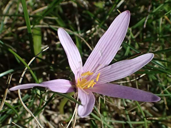 Colchicum neapolitanum \ Neapolitanische Zeitlose / Naples Autumn Crocus, I Liguria, Monte Beigua 2.10.2023