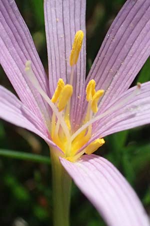 Colchicum neapolitanum \ Neapolitanische Zeitlose / Naples Autumn Crocus, I Liguria, Monte Beigua 2.10.2023
