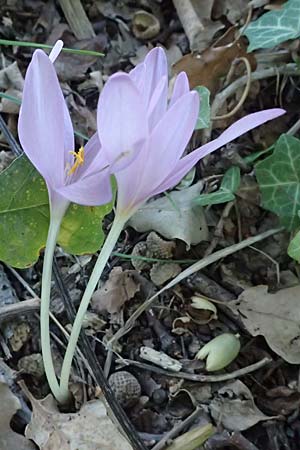Colchicum neapolitanum \ Neapolitanische Zeitlose / Naples Autumn Crocus, I Liguria, Varazze 2.10.2023