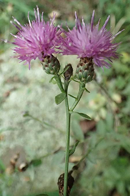 Centaurea nigrescens \ Schwrzliche Flockenblume / Black-Rayed Knapweed, I Liguria, Bonassola 4.10.2023