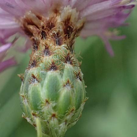 Centaurea nigrescens \ Schwrzliche Flockenblume / Black-Rayed Knapweed, I Liguria, Bonassola 4.10.2023