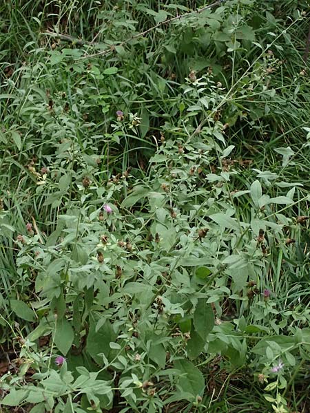 Centaurea nigrescens \ Schwrzliche Flockenblume / Black-Rayed Knapweed, I Liguria, Bonassola 4.10.2023