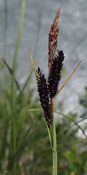 Carex nigra \ Braune Segge / Common Sedge, I Passo del Tonale 11.7.2026