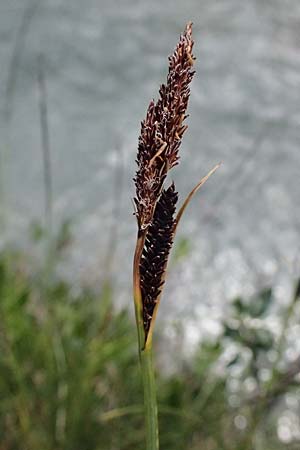 Carex nigra \ Braune Segge / Common Sedge, I Passo del Tonale 11.7.2026