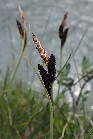 Carex nigra \ Braune Segge / Common Sedge, I Passo del Tonale 11.7.2026