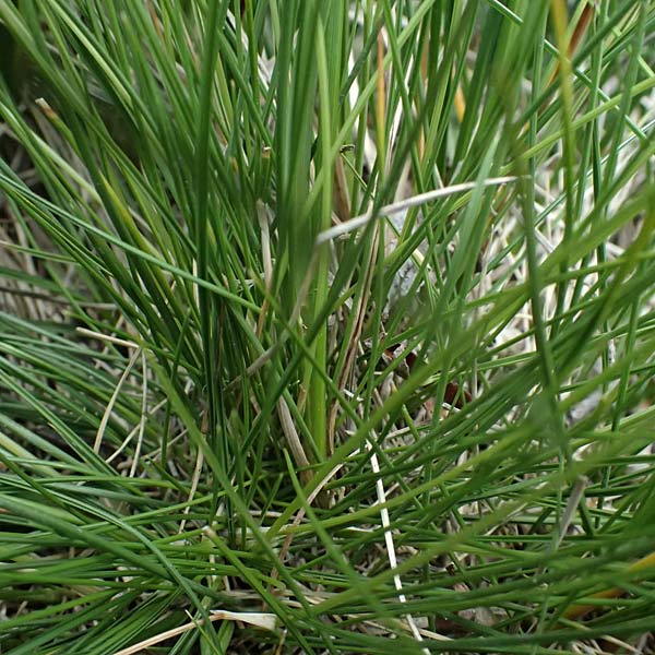 Carex nigra \ Braune Segge / Common Sedge, I Passo del Tonale 11.7.2026