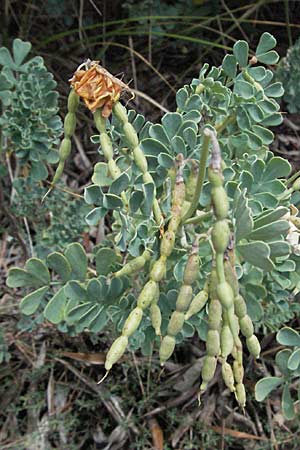 Coronilla valentina \ Valencia-Kronwicke, Strauch-Kronwicke / Shrubby Scorpion Vetch, I Ancona 29.5.2007