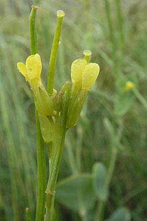 Conringia austriaca \ sterreicher Ackerkohl / Hare's Ear, I Norcia 7.6.2007