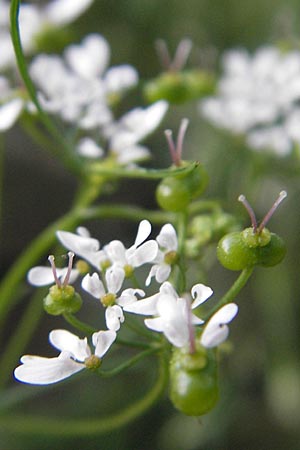 Bifora radians \ Strahlen-Hohlsame, Stink-Koriander / Wild Bishop, I Albisola 22.5.2010
