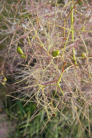 Cotinus coggygria \ Perckenstrauch / Smoke Tree, I Trieste 27.6.2010